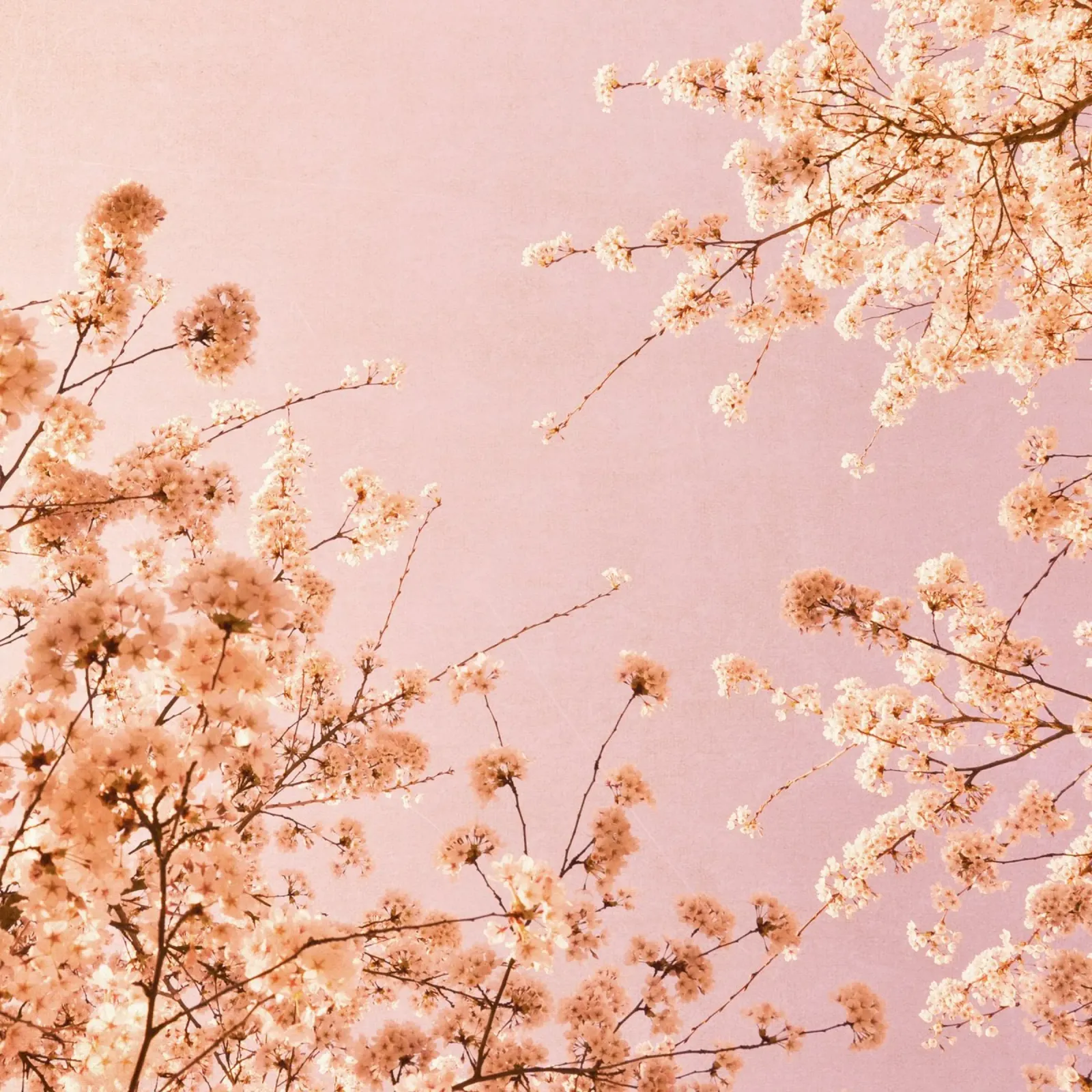 spring delight pink tela da Visuelle Poesie am Wegesrand