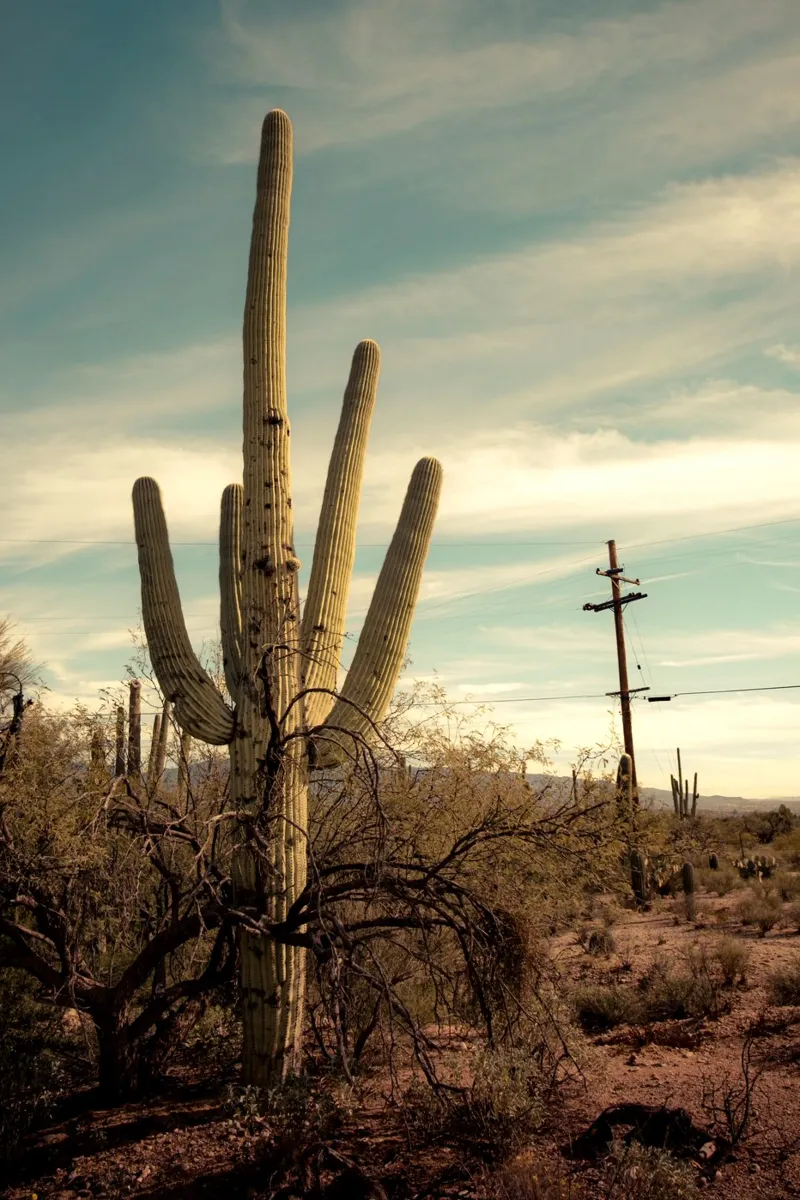 Saguaro cactus in the Arizona desert canvas with Floater frame by Finch & Frames