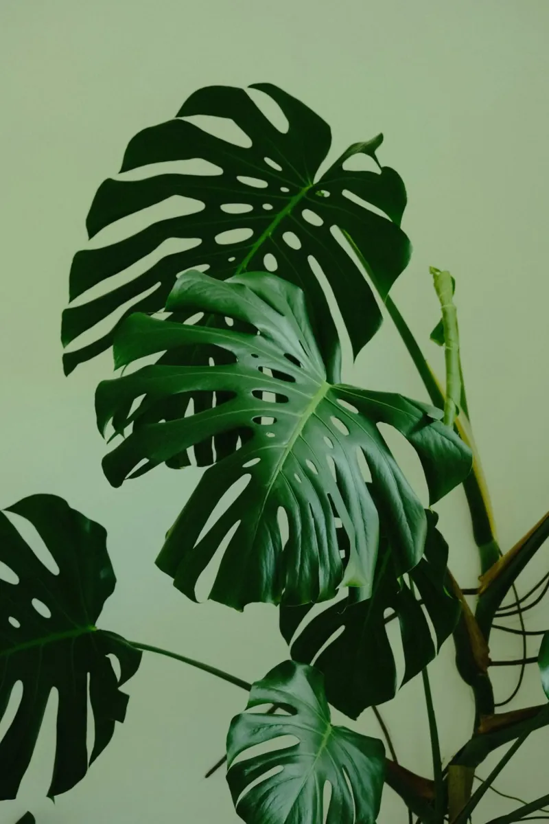 Zuid-Amerikaanse Monstera Elegance canvas met Baklijst van Nature's Palette