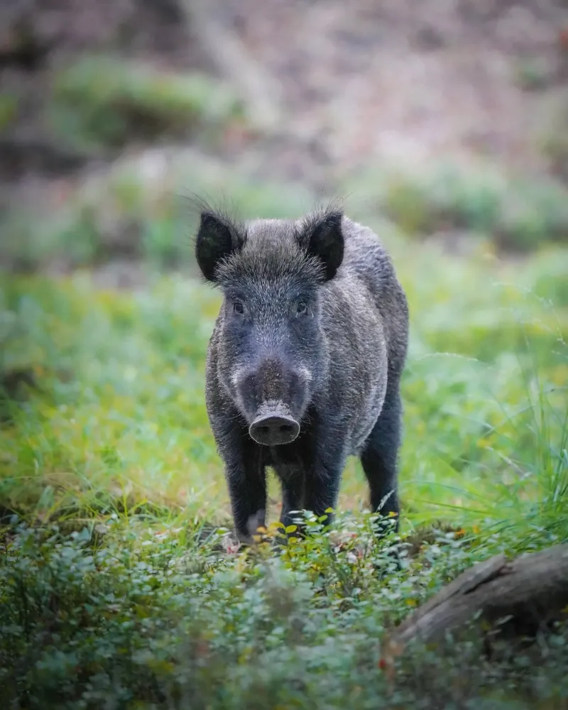 Cinghiale nella foresta tela con Cornice a cassetta da Tom's Wildlife