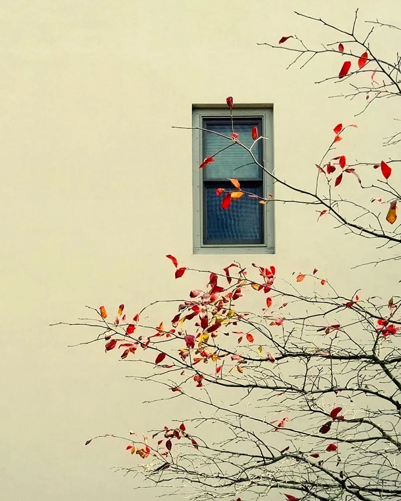 window with red leaf autumn tela con Cornice a cassetta da hamily