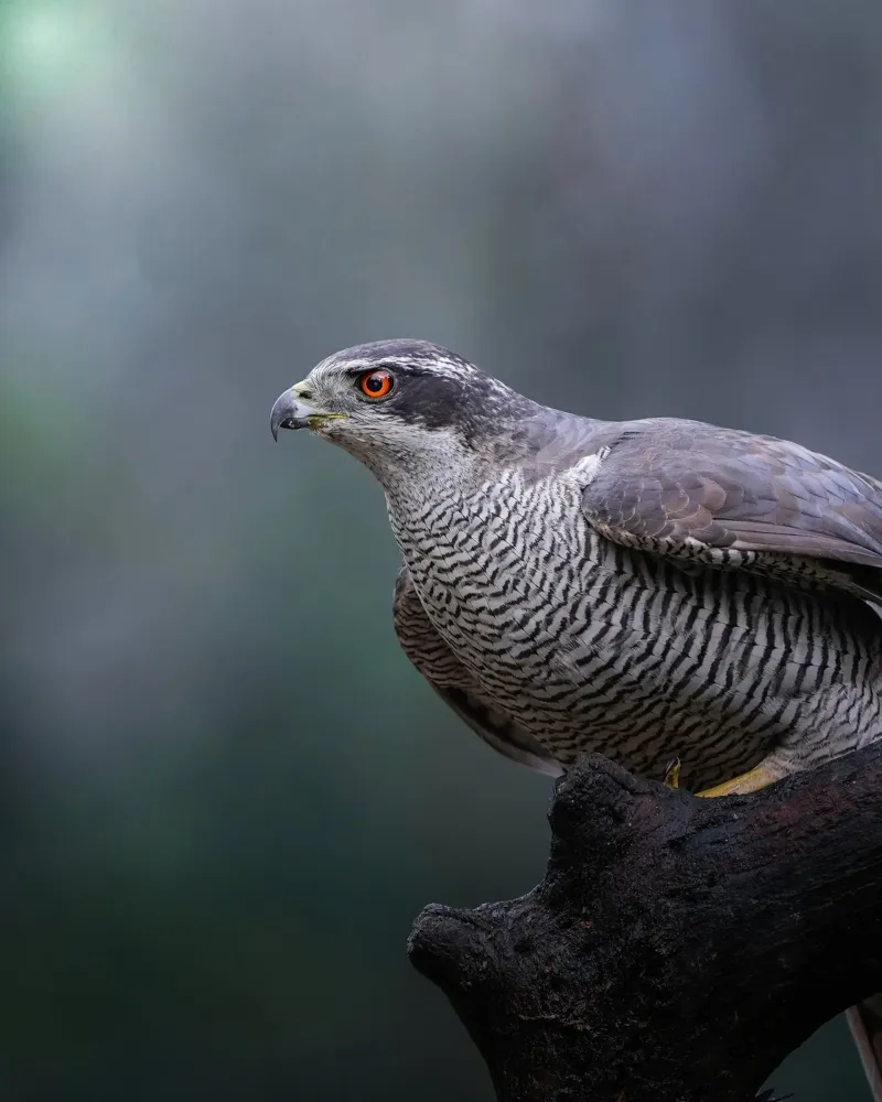 Goshawk in the forest canvas with Floater frame by Tom's Wildlife