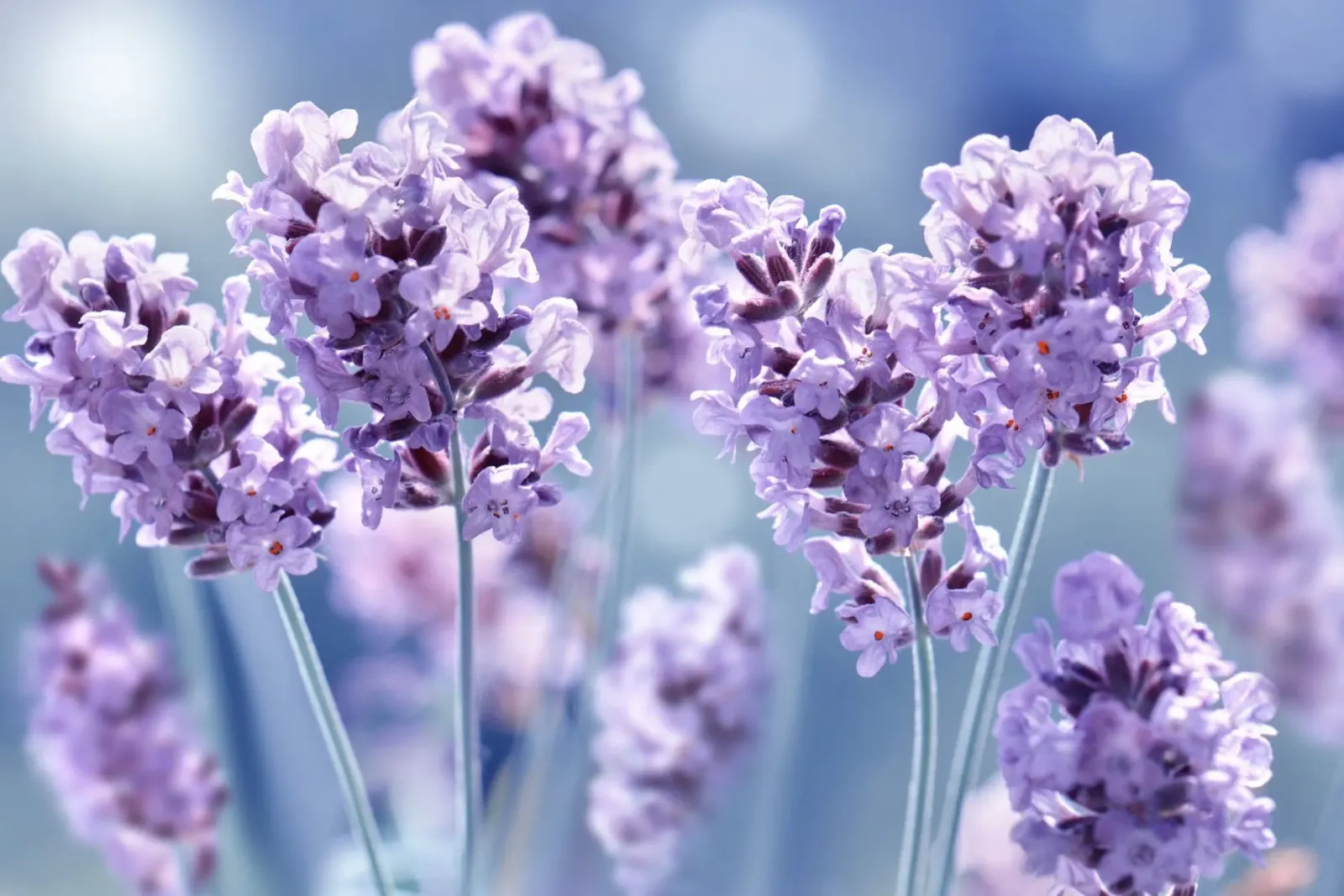 Lavanda poster con telaio in legno da Atteloi