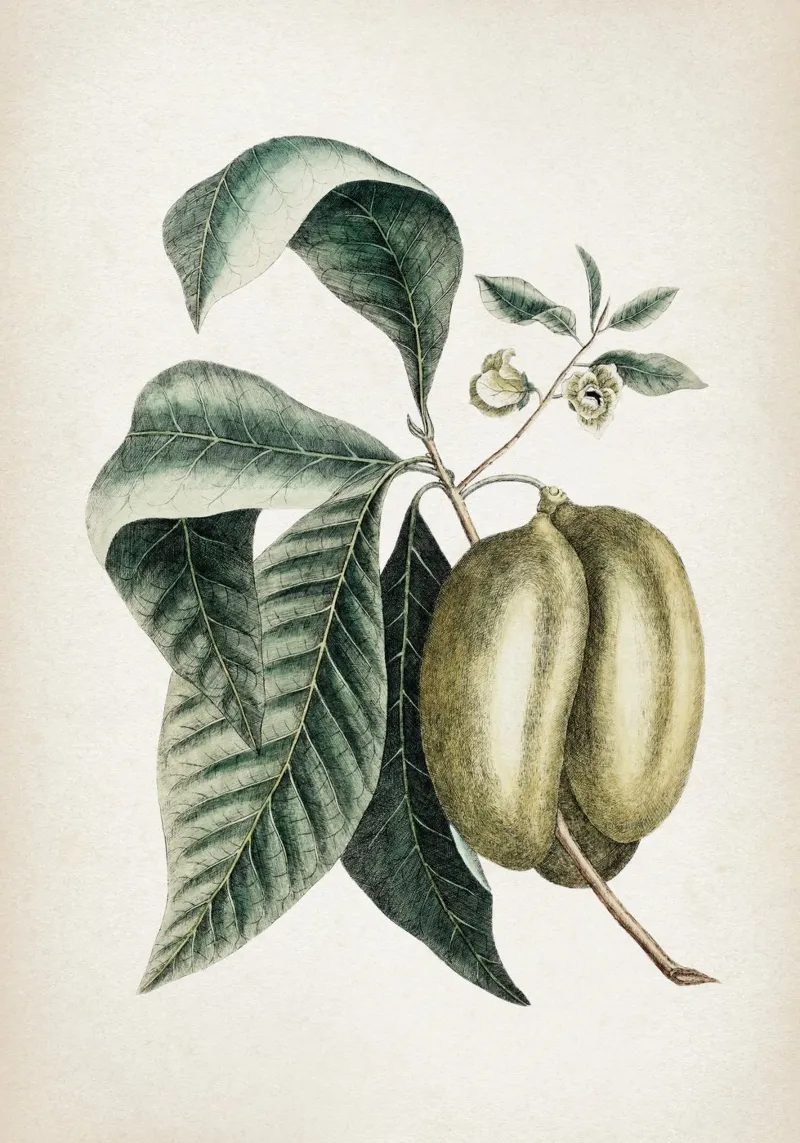 Vintage Catesby 2 Annona Triloba hahnemühle van Vintage Print Collection