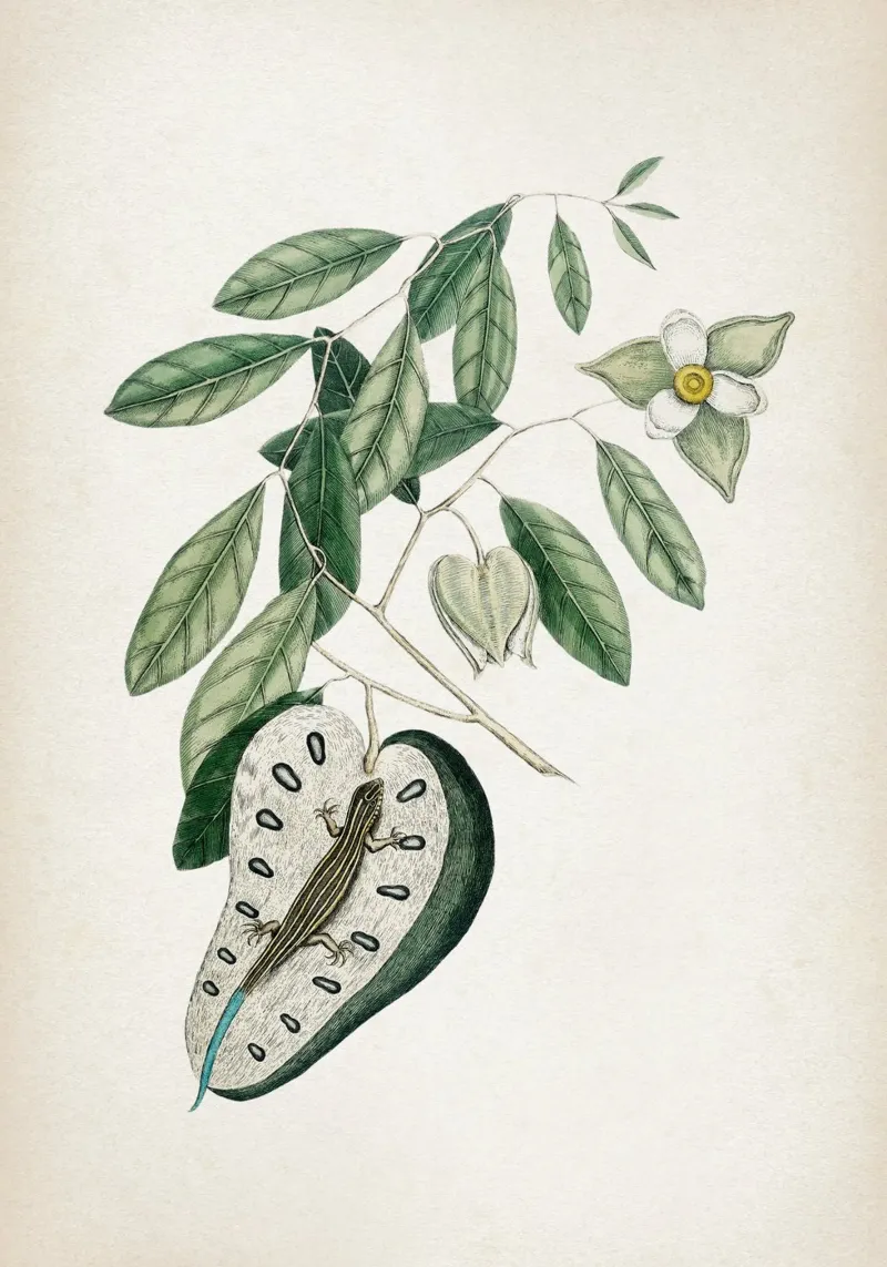 Vintage Catesby 2 Lacertus Caerulea poster con telaio in plastica da Vintage Print Collection