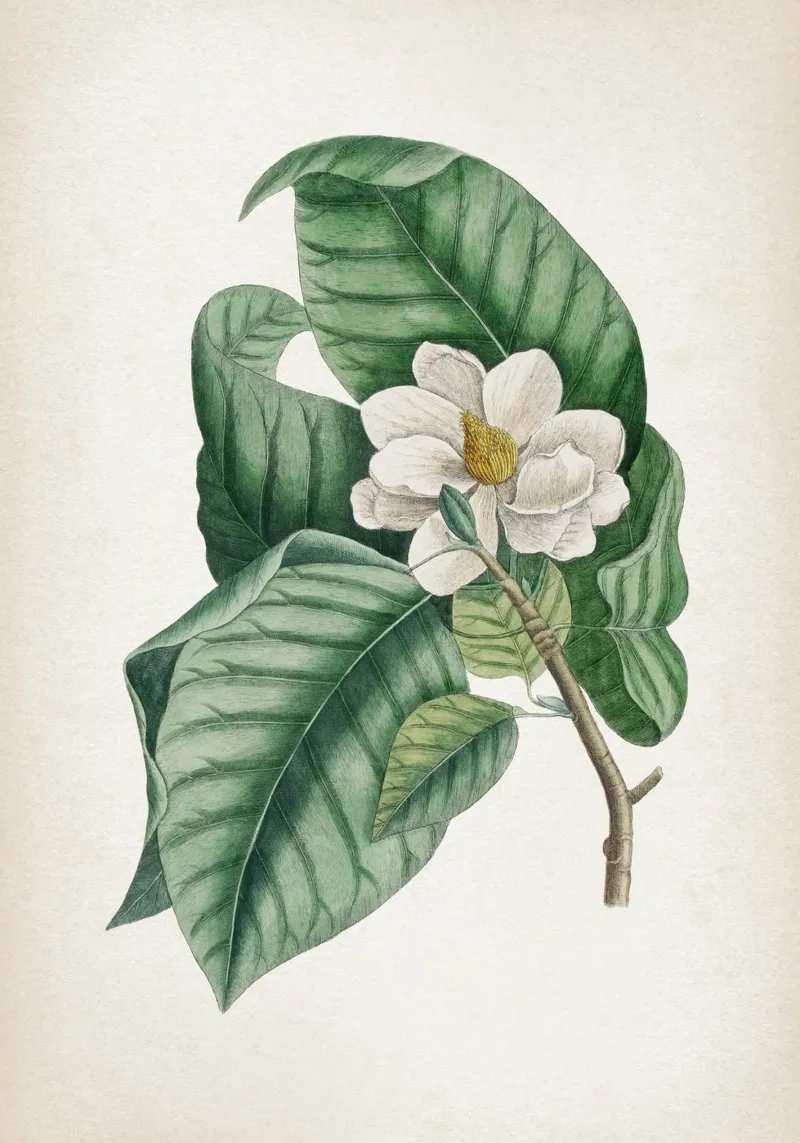 Vintage Catesby 2 Magnolia Parvus poster con telaio in alluminio da Vintage Print Collection