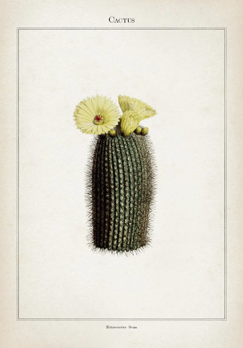Vintage Curtis 2 Echinocactus Scopa pellicola backlit da Vintage Print Collection