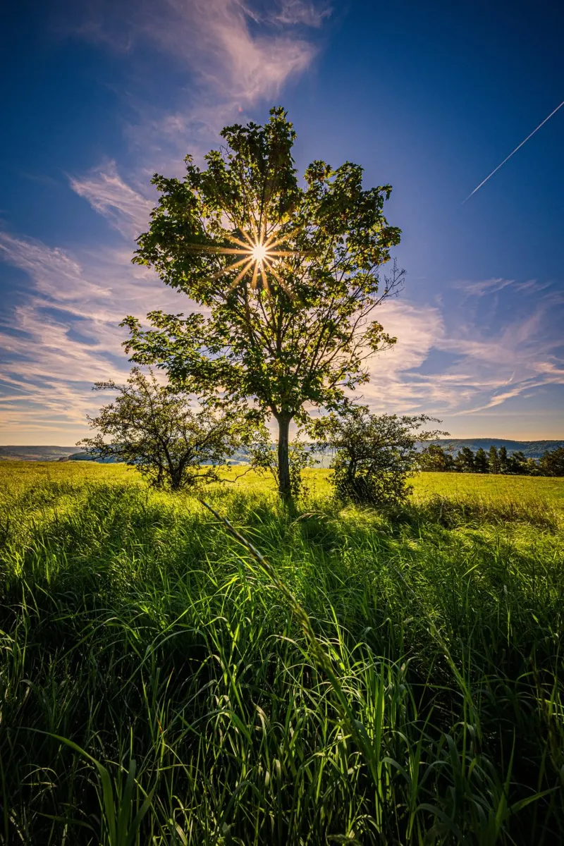 Stella del sole attraverso un albero deciduo pellicola backlit da Marcus Beckert | Fotografie