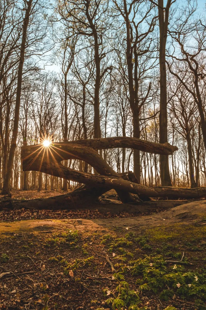 Foresta fantasma sul Darß pellicola backlit da Marcus Beckert | Fotografie