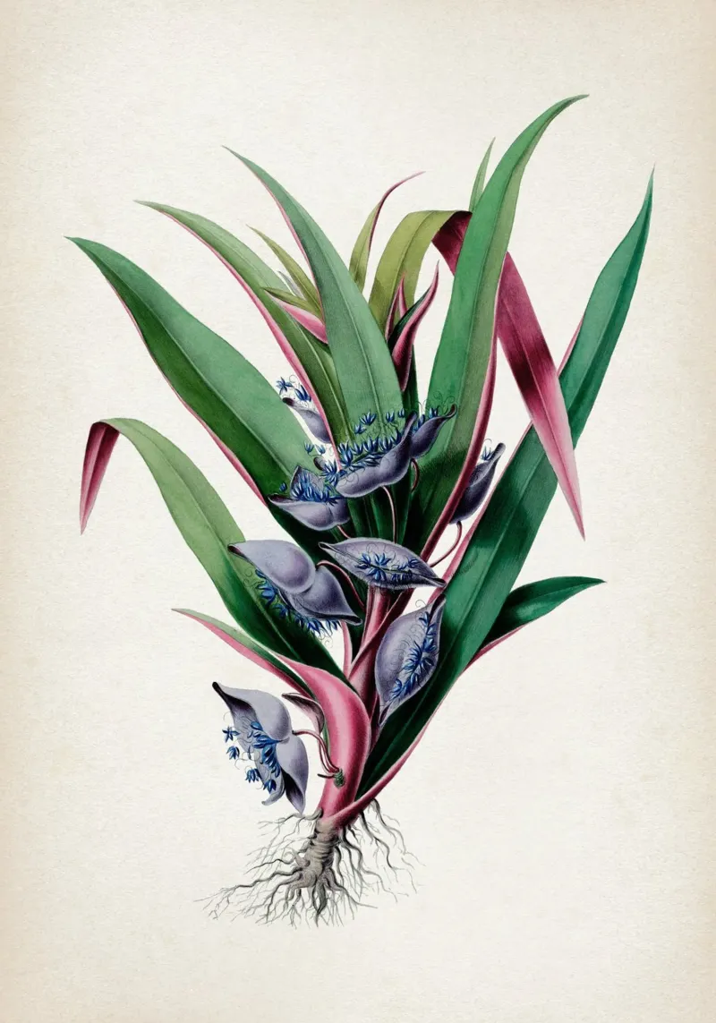 Vintage Denisse 1 Tradescantia hahnemühle by Vintage Print Collection