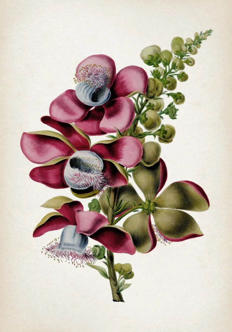 Vintage Denisse 2 Couroupita Guianensis poster con telaio in plastica da Vintage Print Collection