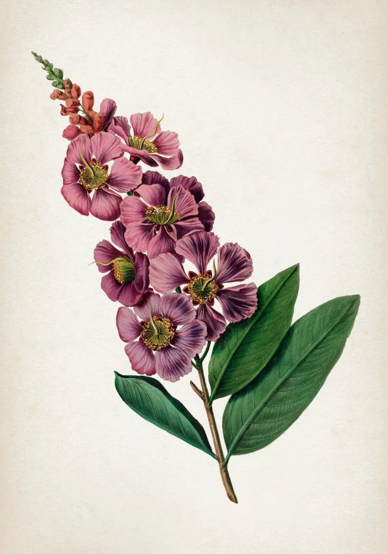 Vintage Denisse 2 Lagerstroemia Regina poster con telaio in alluminio da Vintage Print Collection
