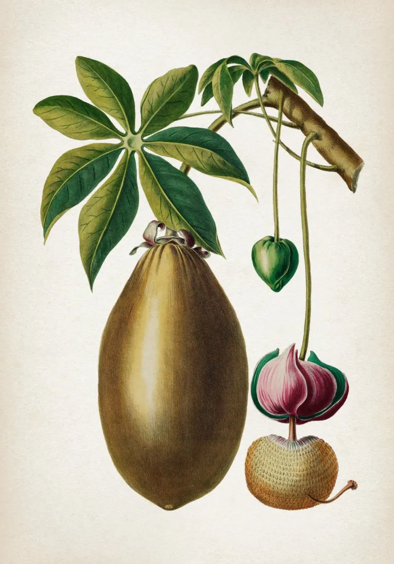 Vintage Denisse 3 Adansonia Digitata poster con telaio in alluminio da Vintage Print Collection