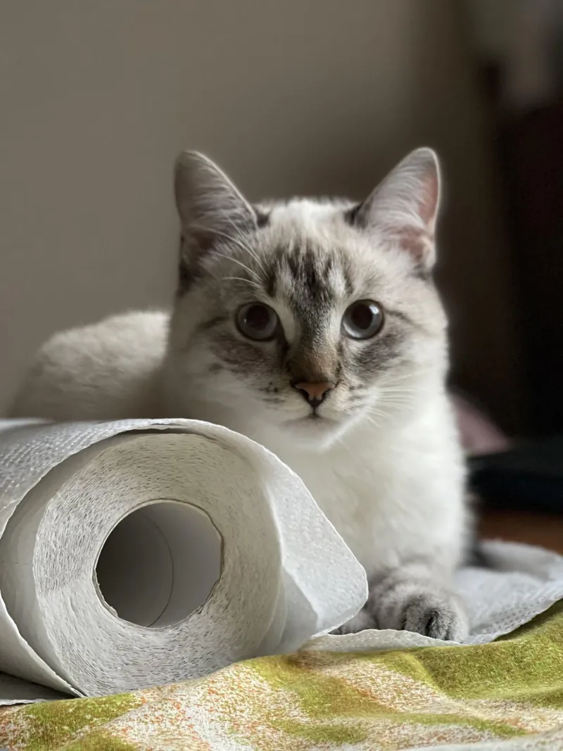 cat and toilet paper poster da lily