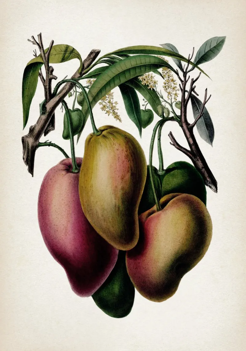 Vintage Denisse 3 Mango poster con telaio in alluminio da Vintage Print Collection