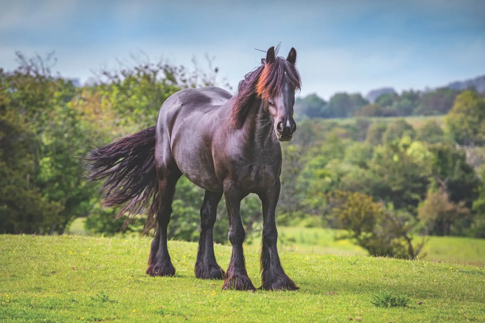 Cavallo nero poster da Dave Hare Photography