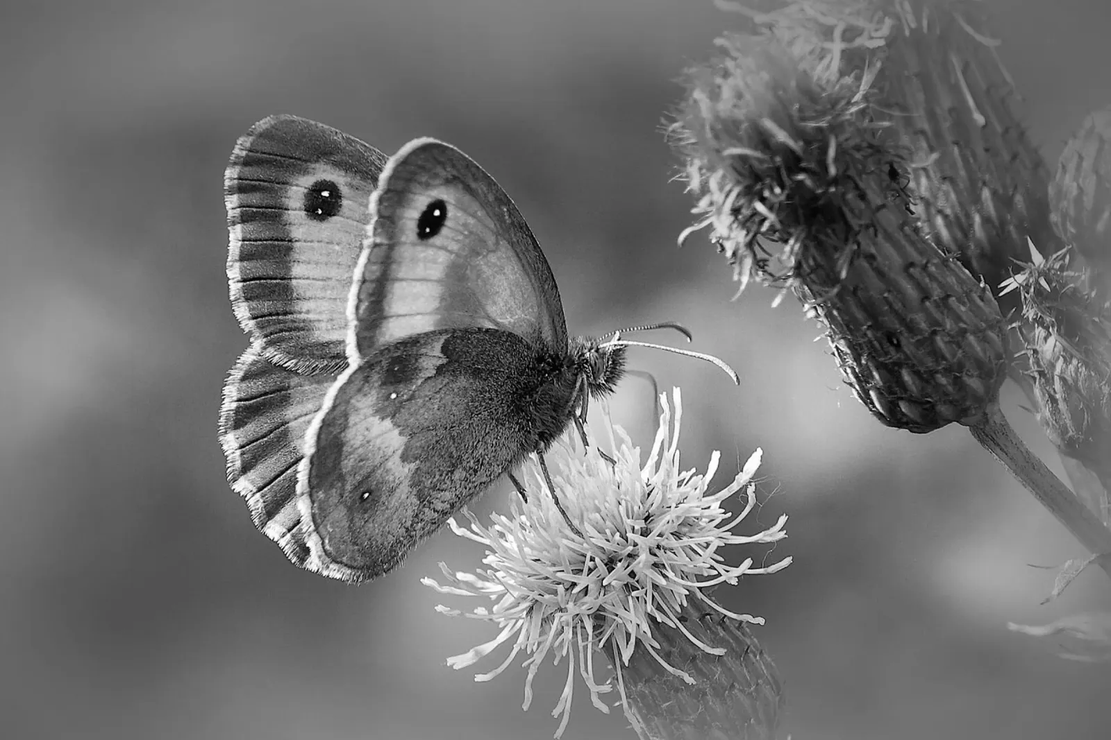 BW85 poster da Thierry vobmann photography