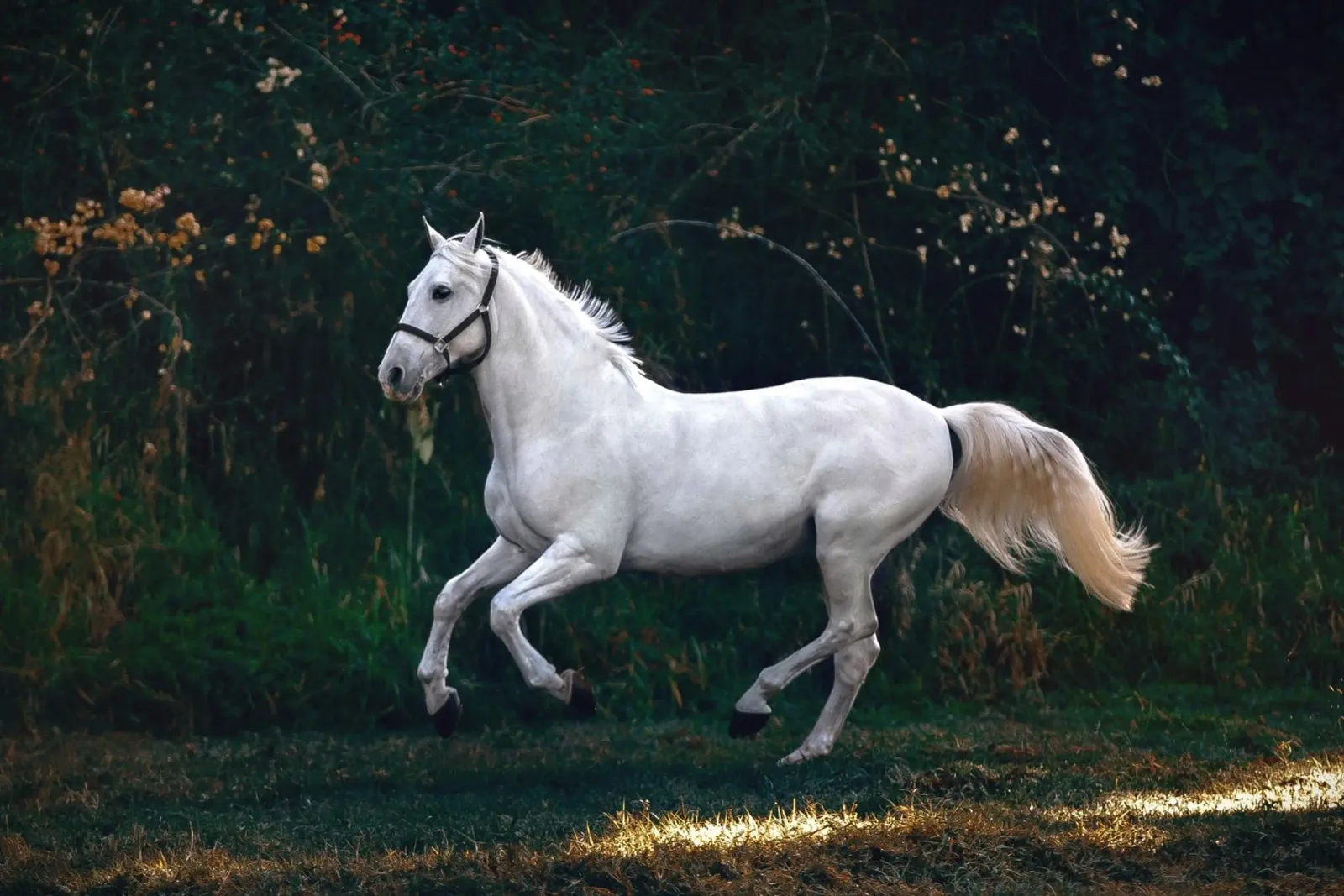 Witte genade in beweging canvas met Baklijst van Nature's Palette