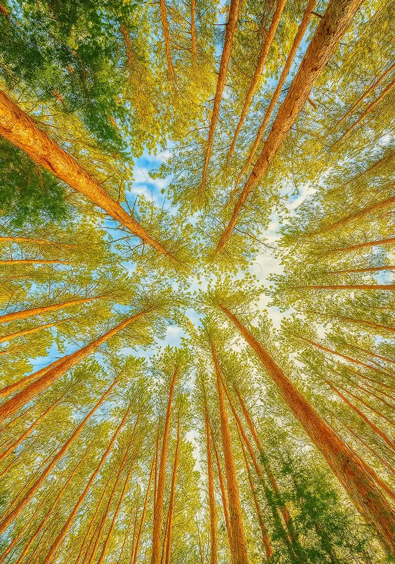 trees tops angle view retro photography canvas with Floater frame by viantishop