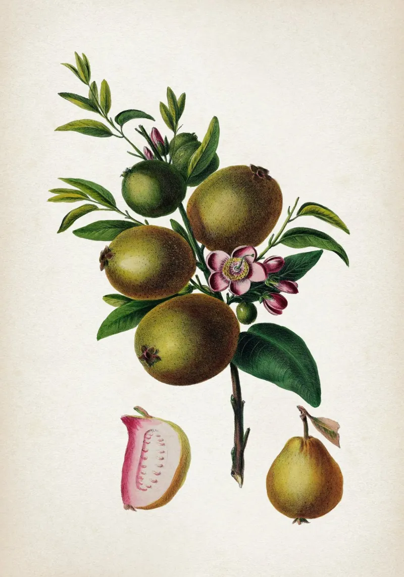 Vintage Denisse 4 Prisidium Pomiferum poster con telaio in legno da Vintage Print Collection