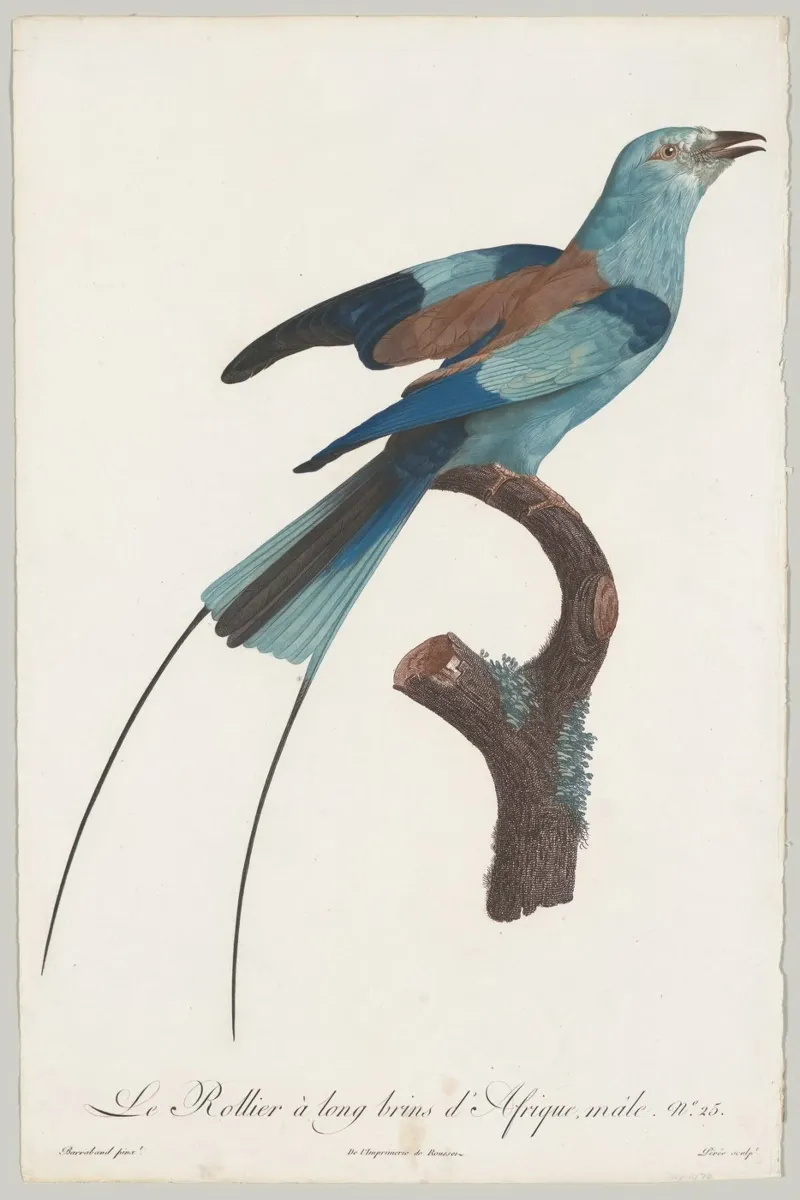Histoire naturelle des perroquets poster da vintageshop
