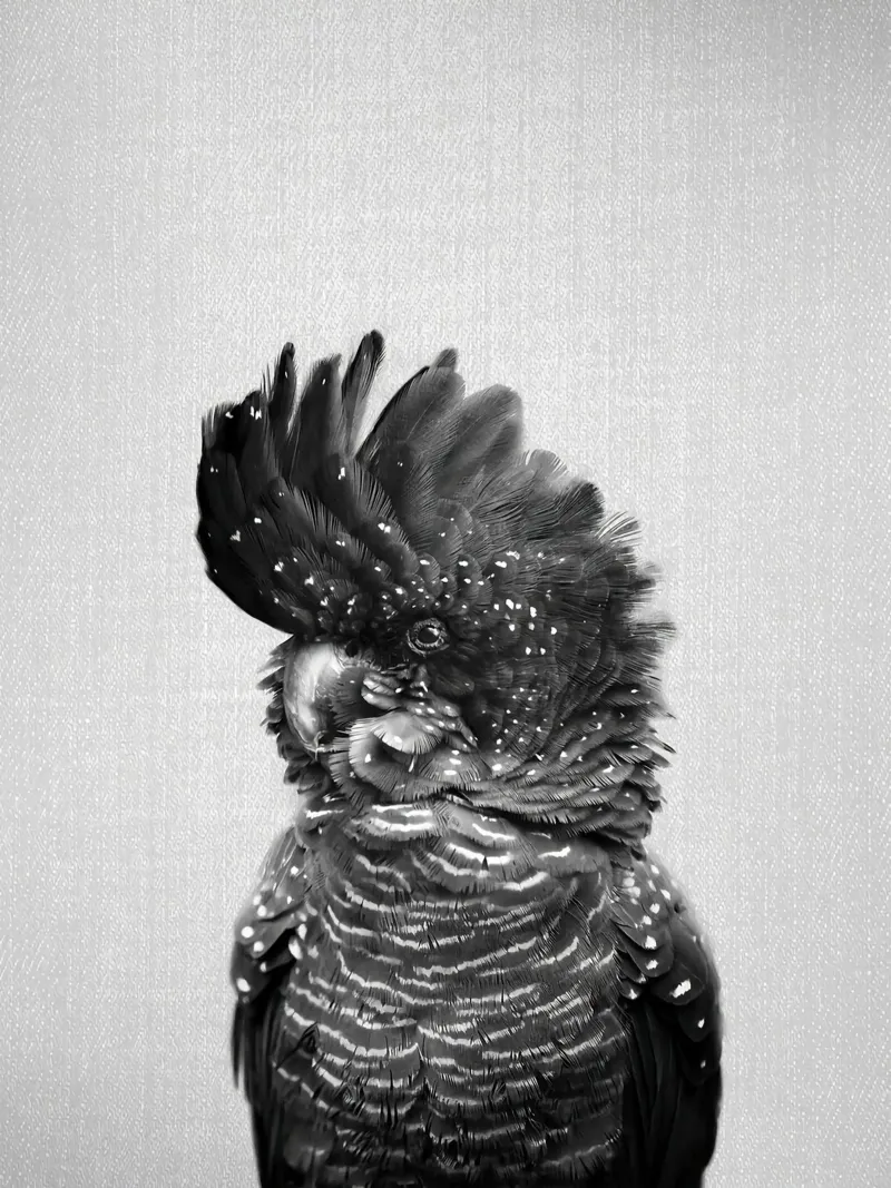 Cacatua nero BW tela con Cornice a cassetta da Ethan Pelletier