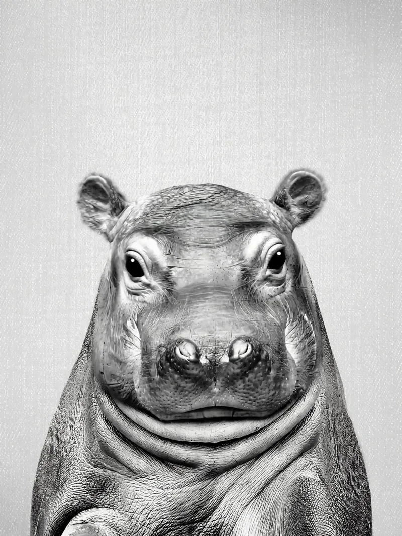 Baby-Nilpferd BW Leinwand mit Schattenfugenrahmen von Ethan Pelletier