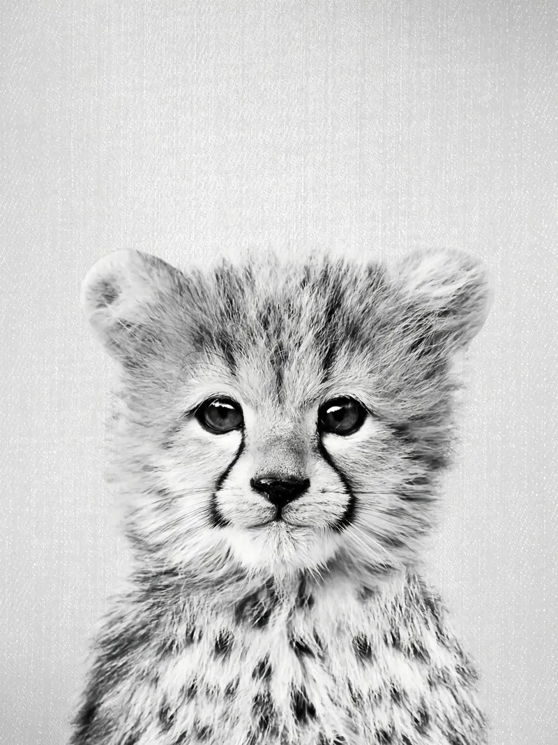 Baby ghepardo BW poster da Ethan Pelletier