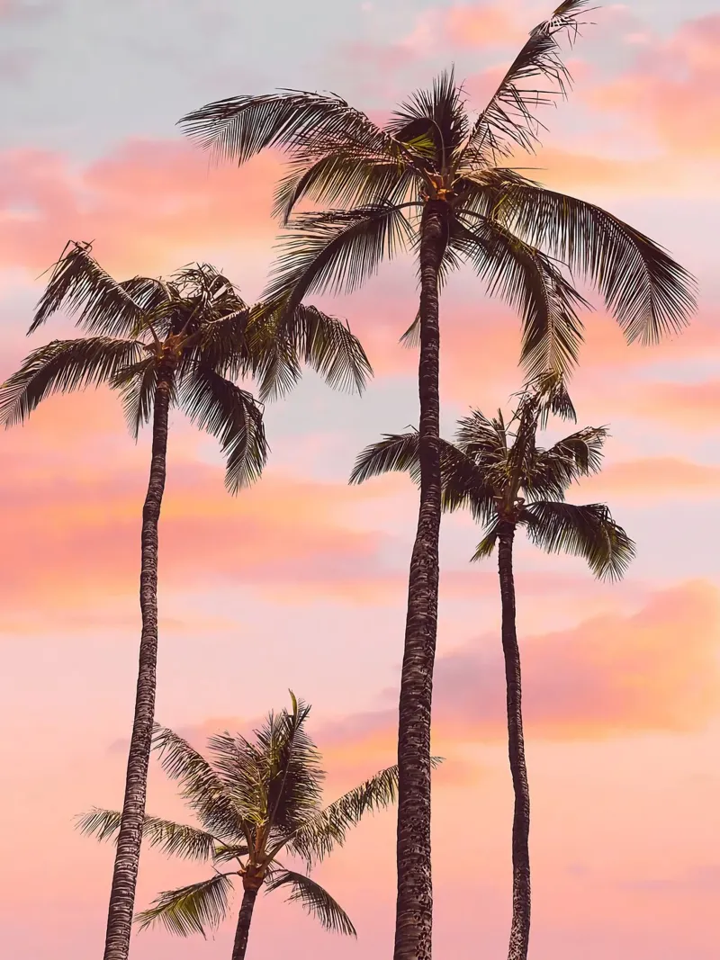 Sunset Palm Trees canvas with Floater frame by Mia Anderson