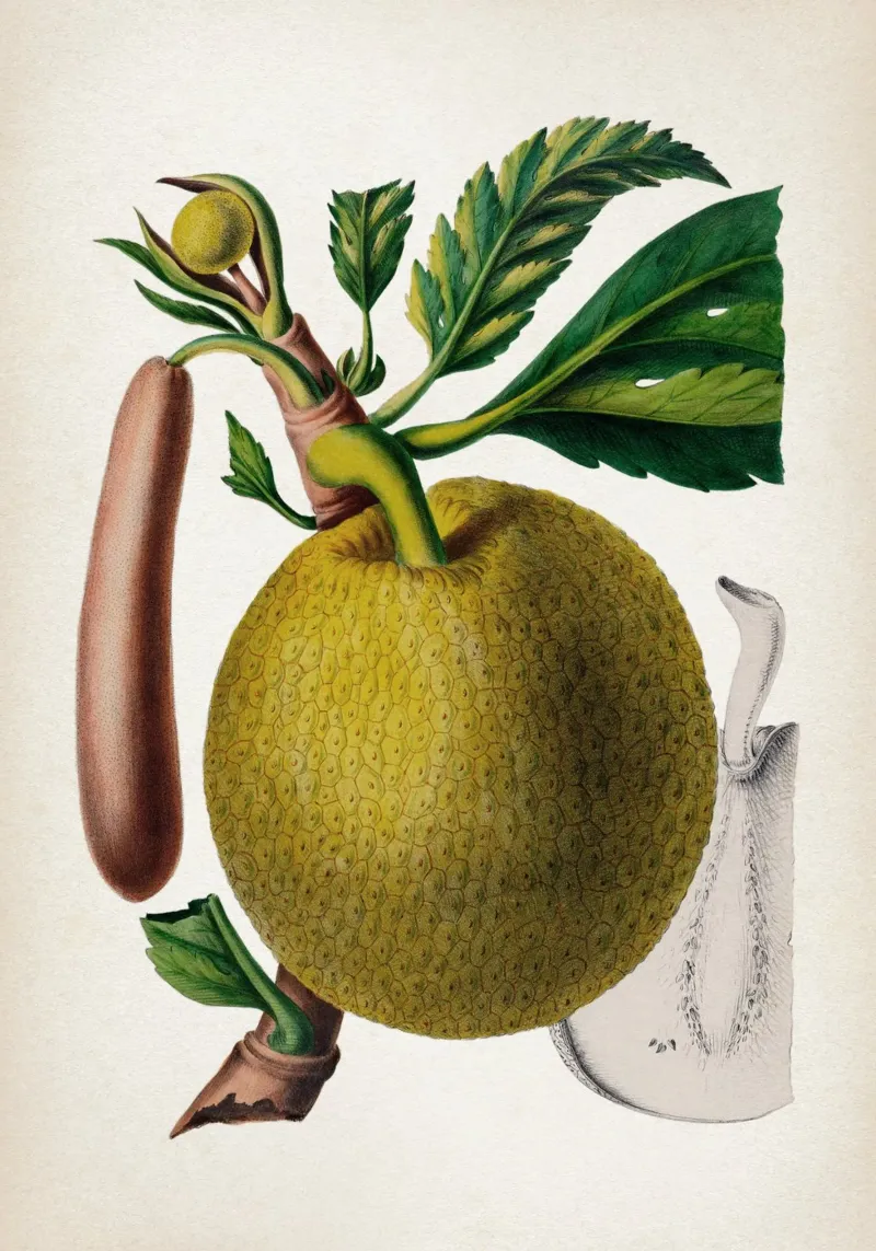 Vintage Denisse 7 Artocarpus Incisa poster con telaio in alluminio da Vintage Print Collection