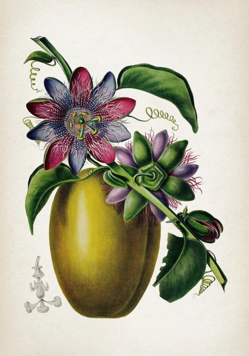 Vintage Denisse 7 Passiflora Caerulea poster con telaio in alluminio da Vintage Print Collection