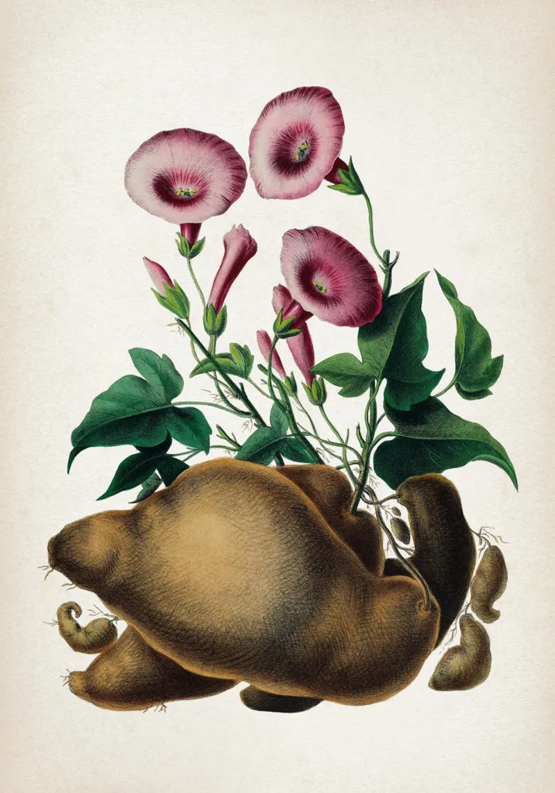 Vintage Denisse 8 Ipomoea Batatas poster da Vintage Print Collection