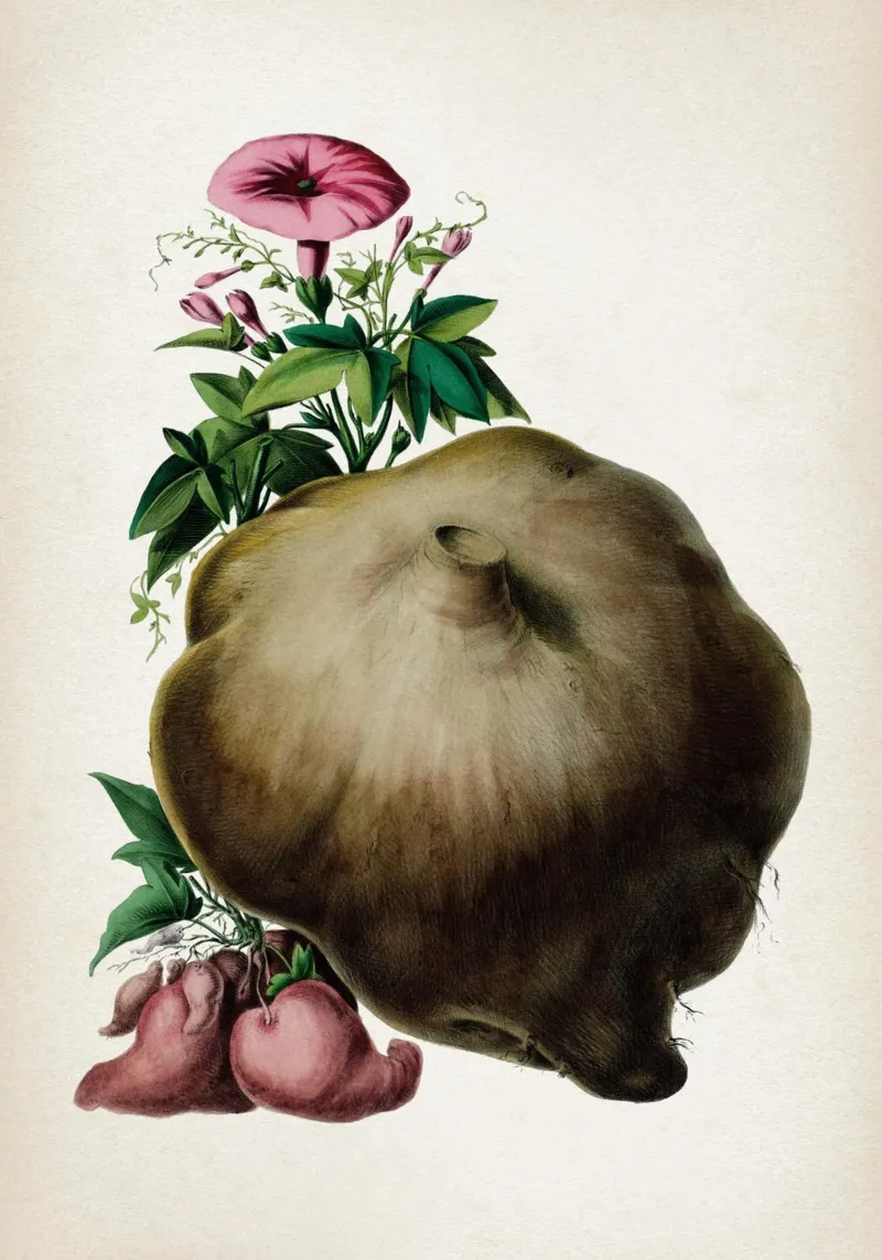 Vintage Denisse 8 Ipomoea Sylvestris poster con telaio in plastica da Vintage Print Collection