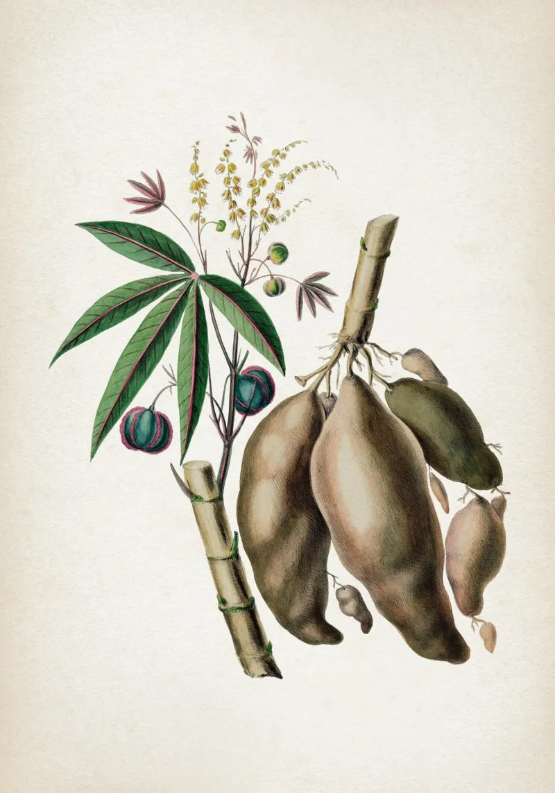 Vintage Denisse 8 Jatropha Manihot tela con Cornice a cassetta da Vintage Print Collection