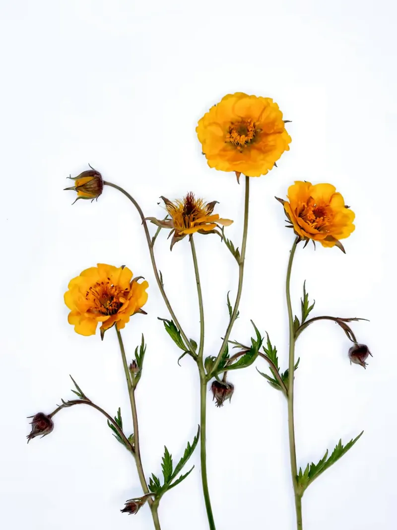 Fiori di campo gialli su bianco poster con telaio in alluminio da Sabine Klein