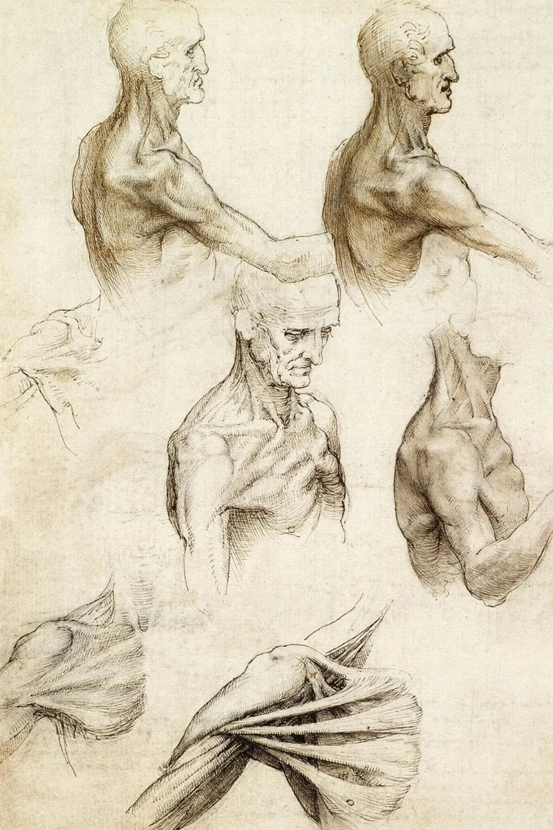 Anatomy of the Shoulder by Leonardo da Vinci canvas with Floater frame by James McIntosh