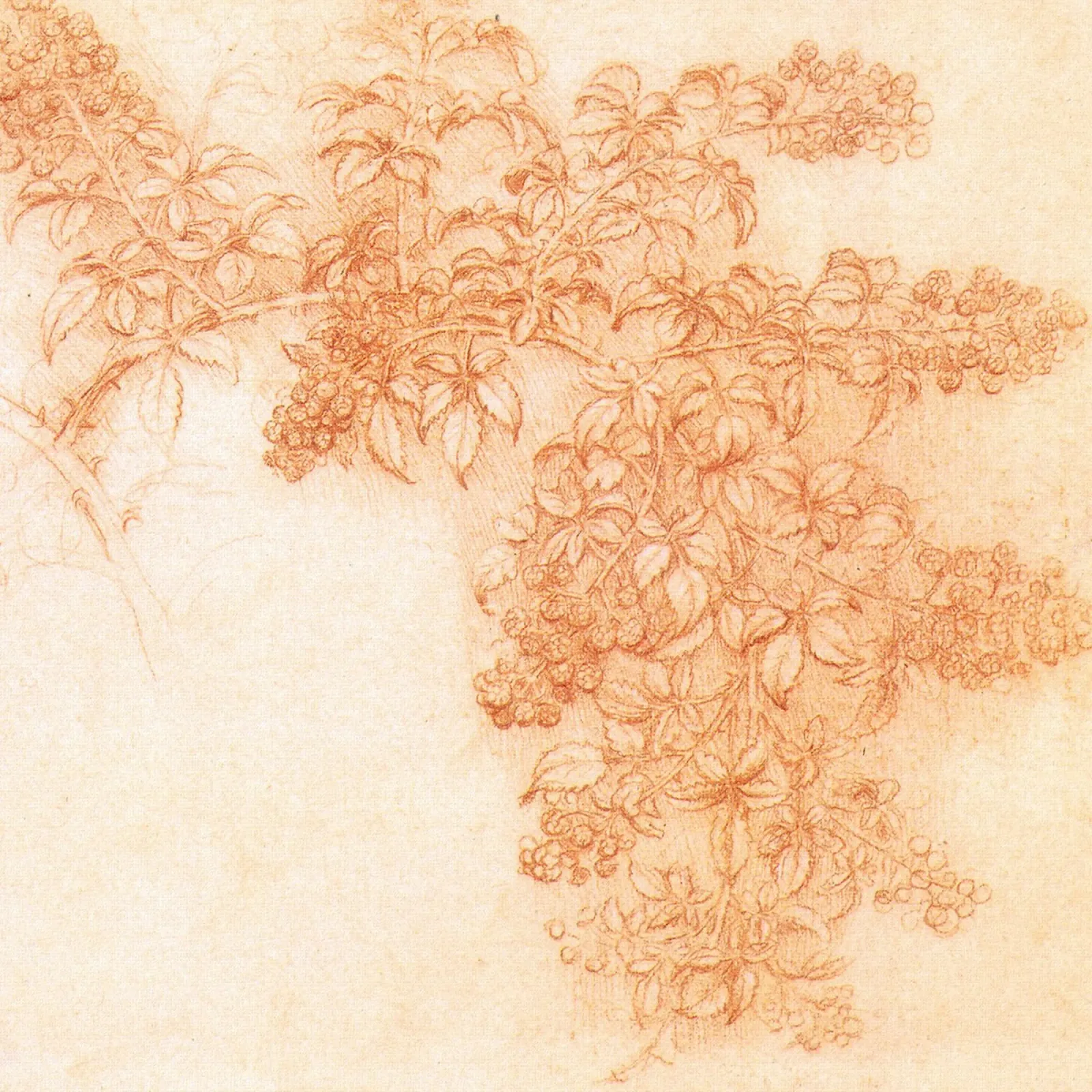 Disegni di piante di Leonardo da Vinci tela con Cornice a cassetta da James McIntosh