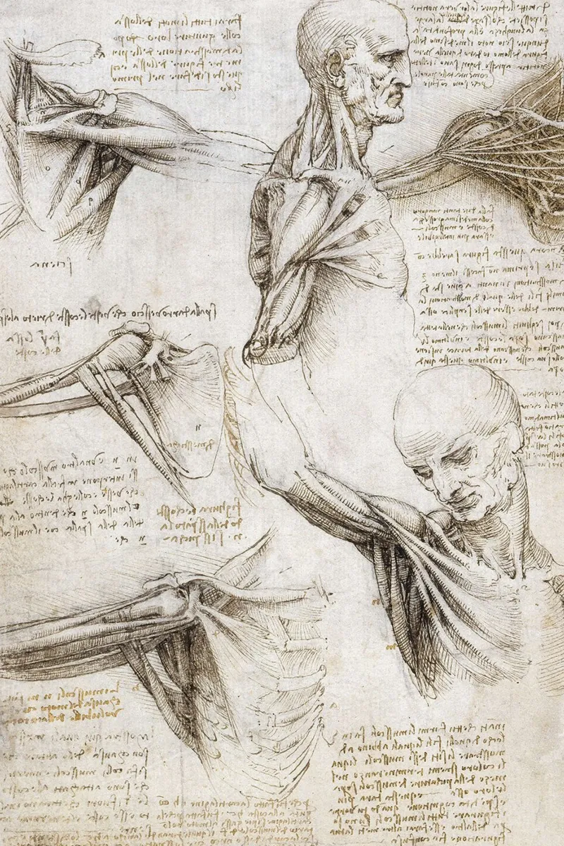 Muscoli e tendini della spalla e dell'arto superiore di Leonar tela con Cornice a cassetta da James McIntosh