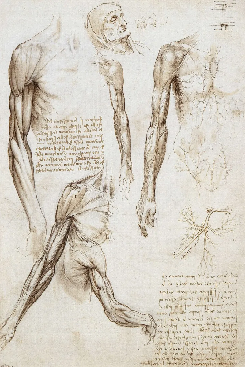Muscles of a man by Leonardo da Vinci canvas with Floater frame by James McIntosh