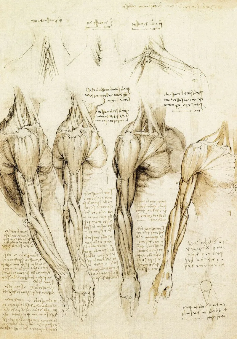 Muscles of shoulder, arm and neck by Leonardo da Vinci canvas with Floater frame by James McIntosh