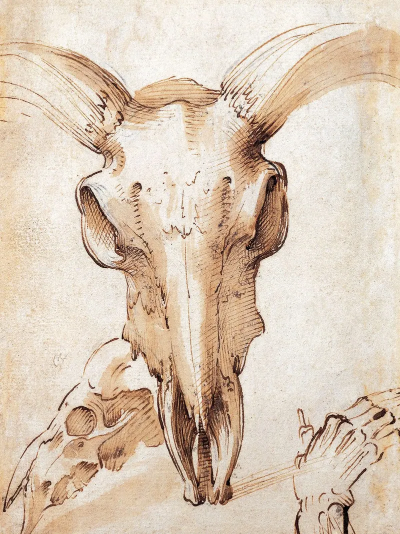 Skull of a cow by Leonardo da Vinci canvas with Floater frame by James McIntosh