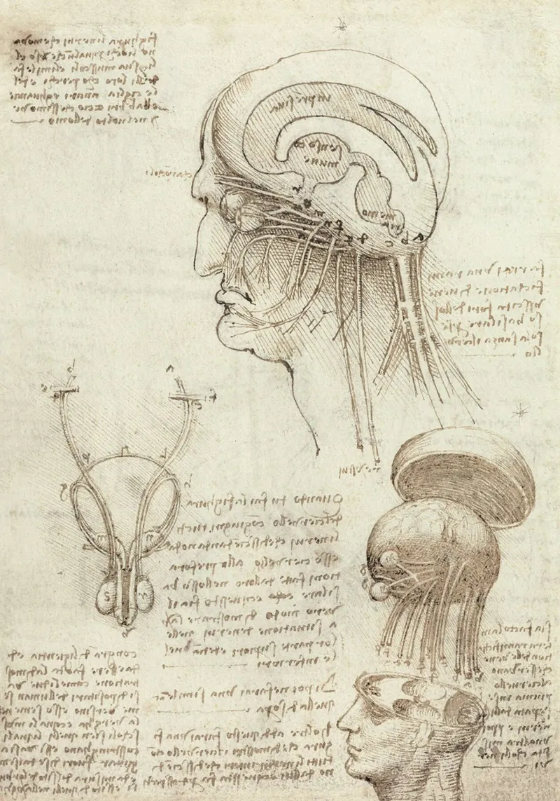 Studies of the skull and brain by Leonardo da Vinci canvas with Floater frame by James McIntosh