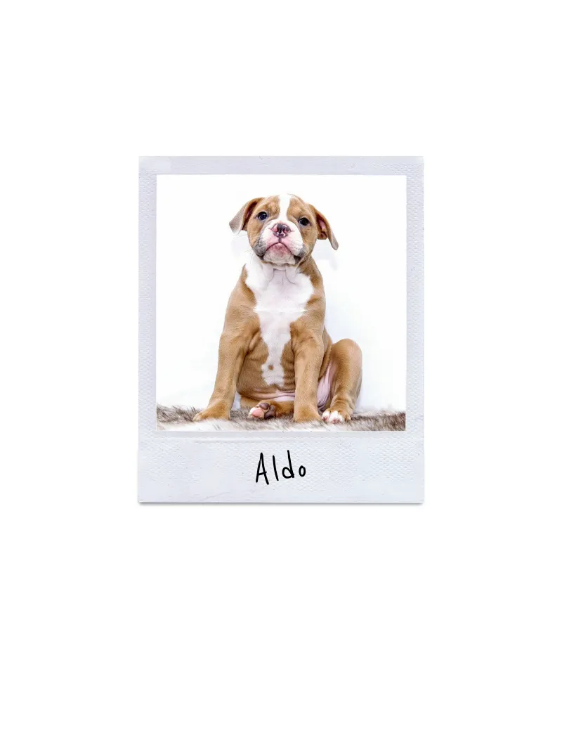 Polaroid Instant Style Custom Pet Poster poster with aluminum frame by Brillo Studio