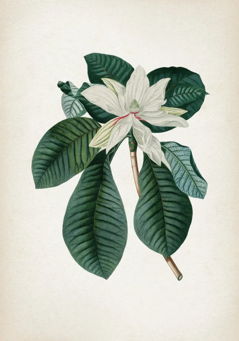 Vintage Ehret 4 Magnolia Foliis poster con telaio in legno da Vintage Print Collection