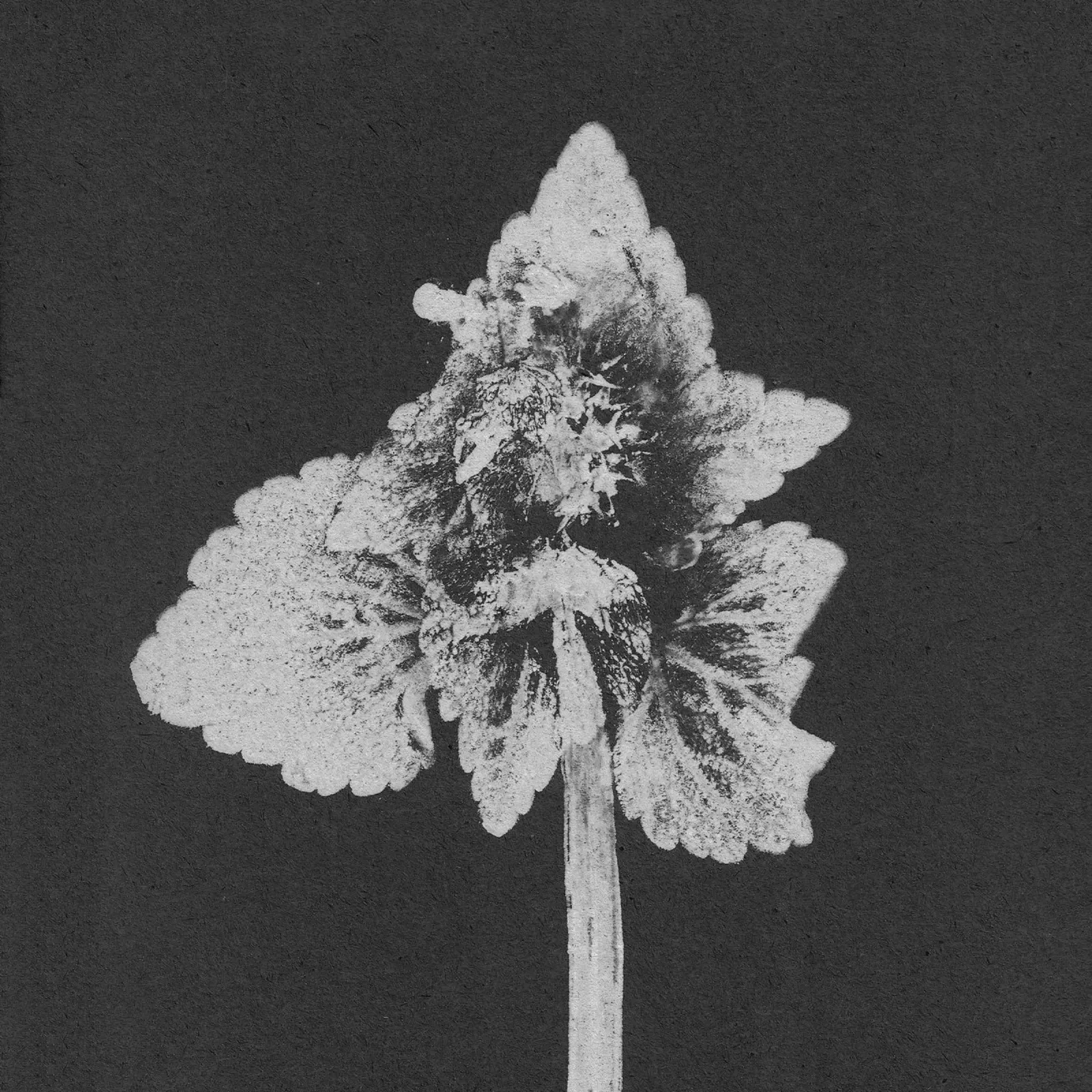 Impressioni botaniche | Lamium purpureum v5 poster da Ivona Maris