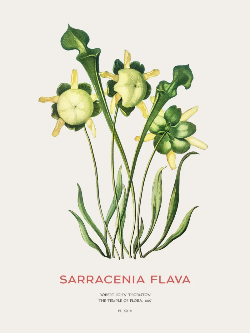 Plante sarracénie jaune Art botanique minimaliste poster de Vintagrafica
