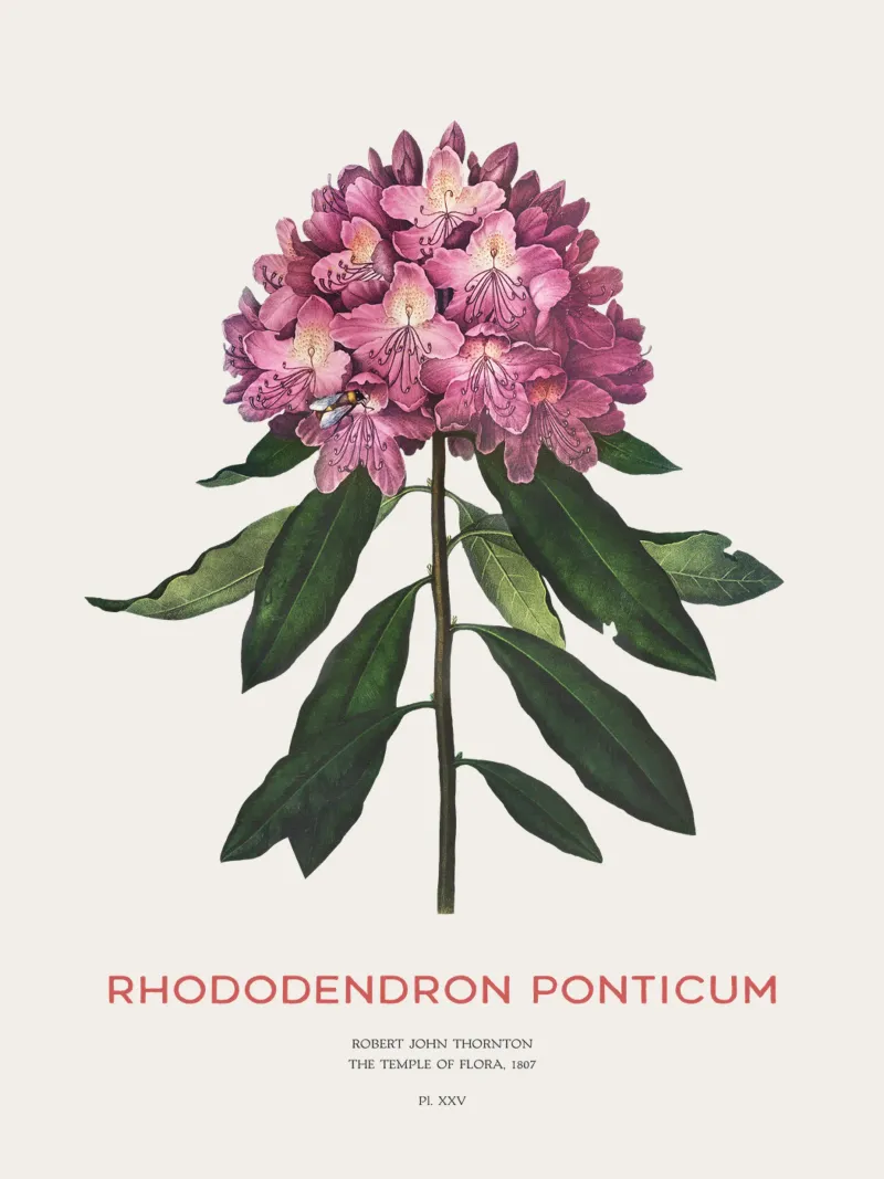 Disegno botanico del fiore di rododendro rosa poster con telaio in alluminio da Vintagrafica