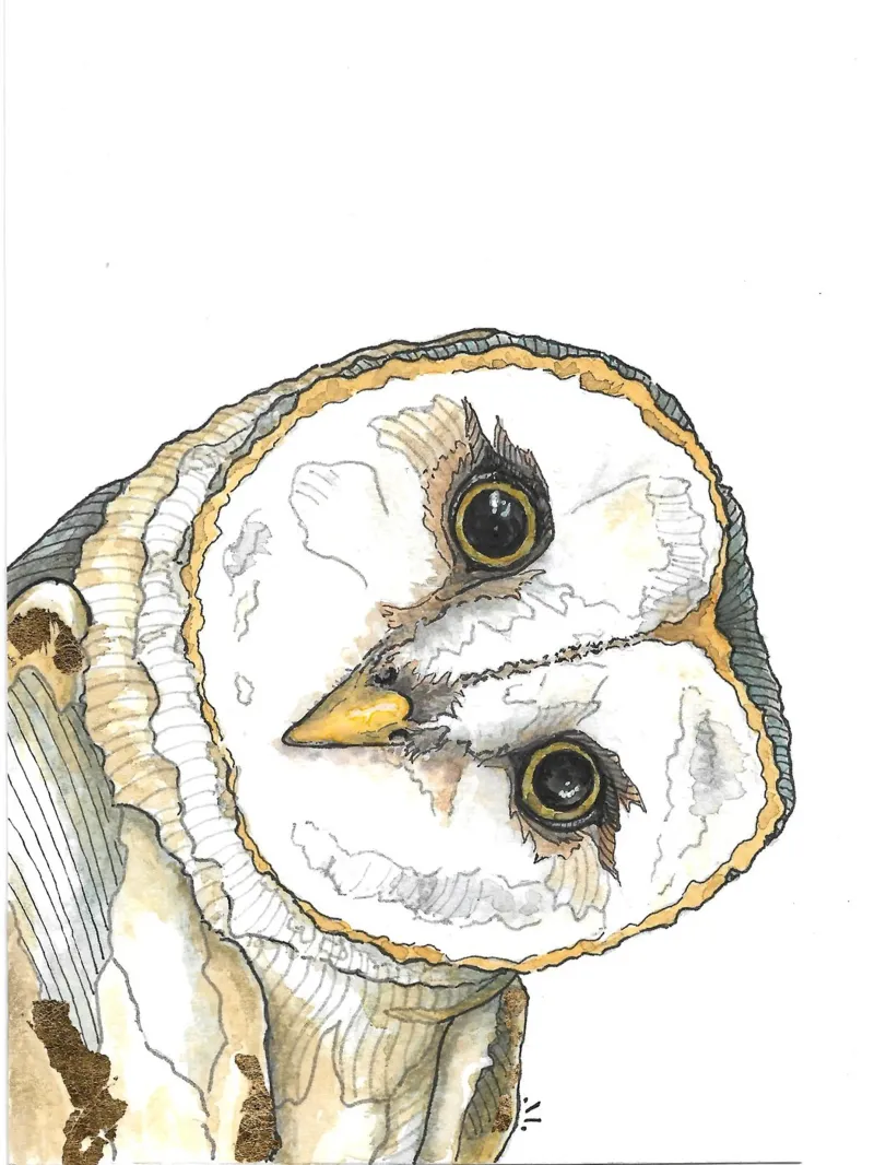 Owl poster da Magpie luck