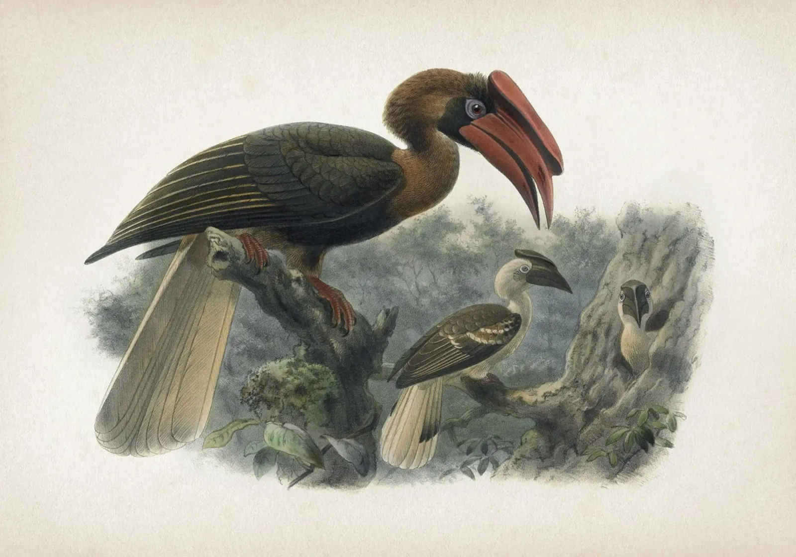 Vintage Keulemans 2 Hydrocorax Planicornis pellicola backlit da Vintage Print Collection