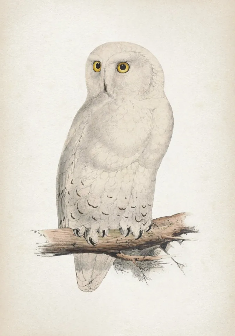 Vintage Lear 2 Snow Owl poster con telaio in legno da Vintage Print Collection
